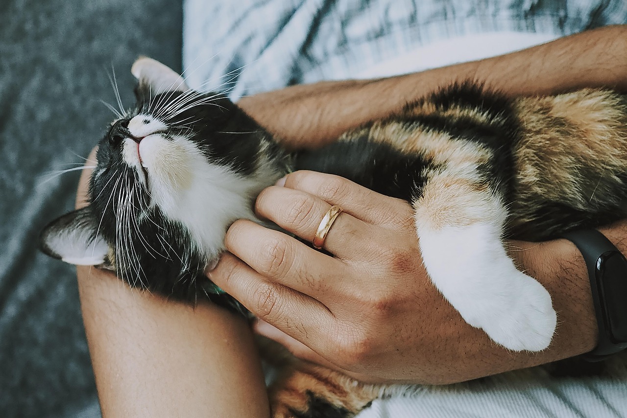 cat, pet, care, pet care, kitten, animal, domestic cat, nature, feline, mammal, cute, furry, playful, fur, kitty, adorable, rescue cat, animal care, closeup