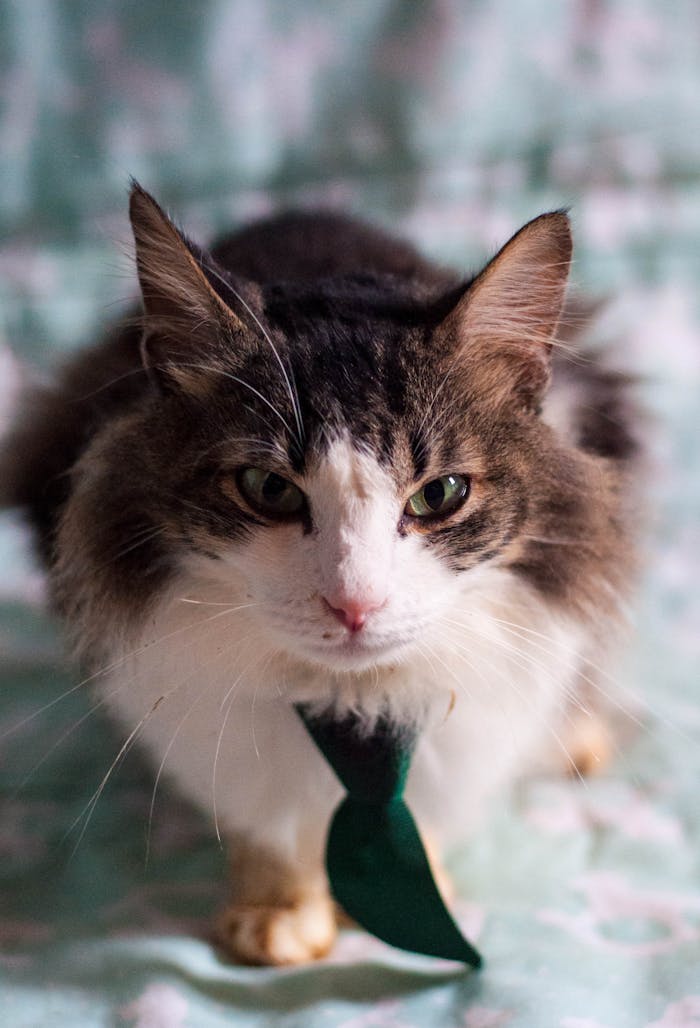 ¿Qué hacemos? Adorable Maine Coon cat with long fur wearing a green tie, showcasing a cute and curious expression.