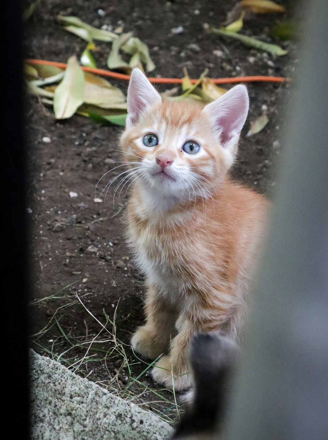 orange-tabby-kitten-on-ground-sbxq-8aqzwy