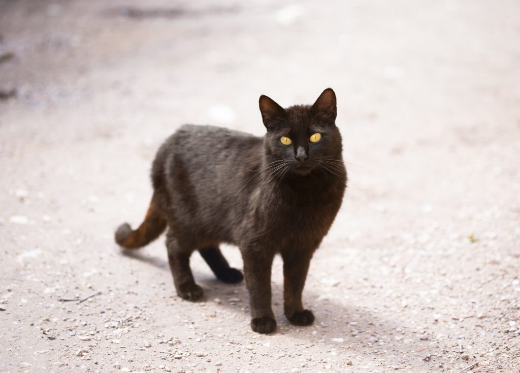 Gato negro 