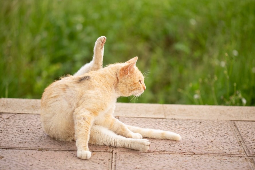 gatito con patas rascando gatito con patas rascando