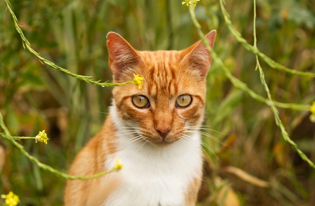 gatito naranja