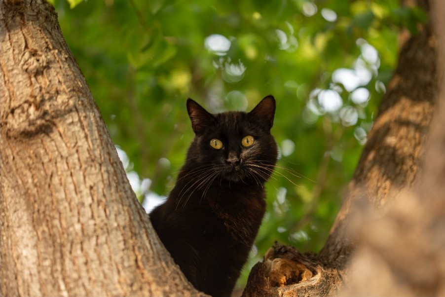 gatito negro en el arbol