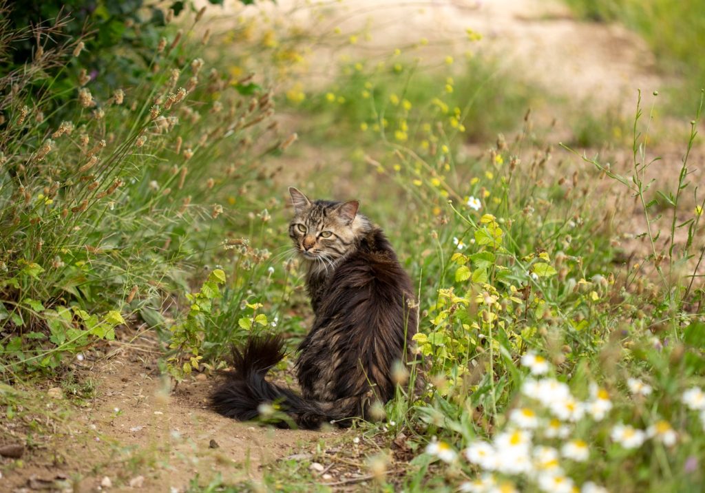 gatito salvaje